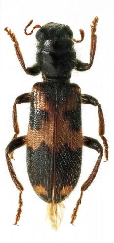Neorthrius elegantulus